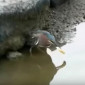 Зимородок ловит рыбу на собственную приманку
