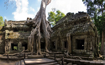 Камбоджийский храм и гигантское дерево