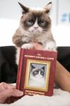 Самая сердитая кошка в мире написала книгу