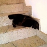 Кот спускается с лестницы